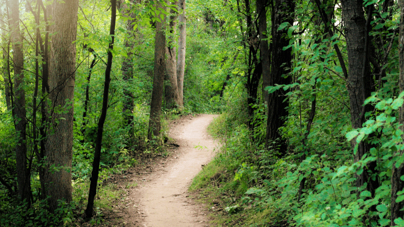 forest path